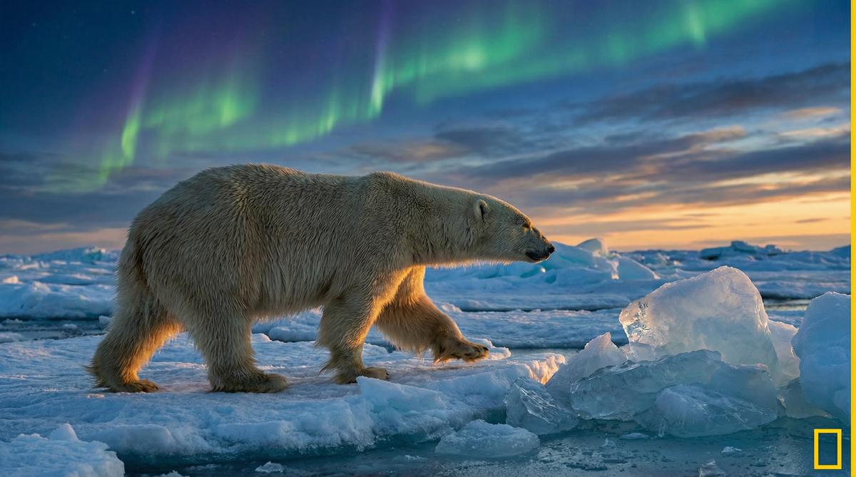 免费看片北极熊视频